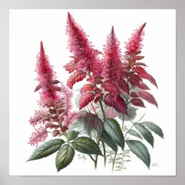 Poster de impresión de arte de flores rojo Astilbe (Frente)