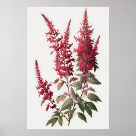 Poster de impresión de arte de flores rojo Astilbe
