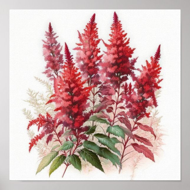 Poster de impresión de arte de flores rojo Astilbe (Frente)
