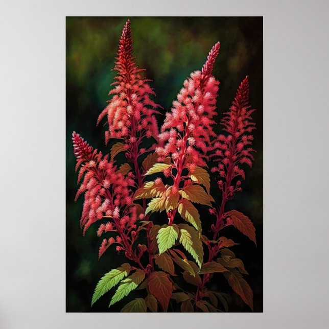 Poster de impresión de arte de flores rojo Astilbe (Frente)