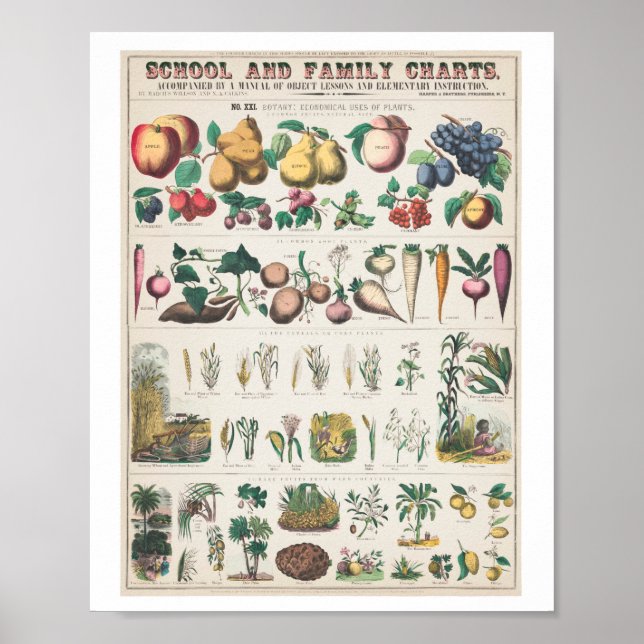 Poster de impresión de arte de la familia de fruta (Frente)
