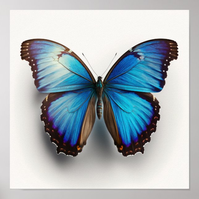 Poster de impresión de arte de la mariposa morfa a (Frente)