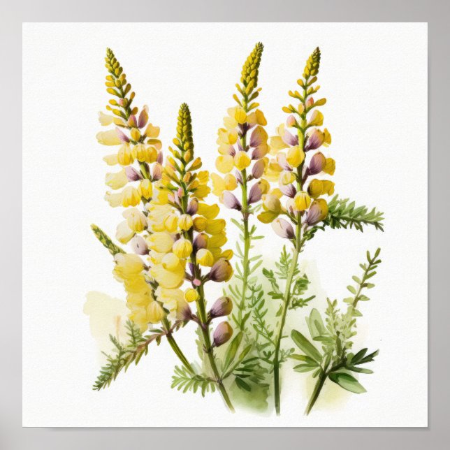 Poster de impresión de arte de las flores de lupa  (Frente)