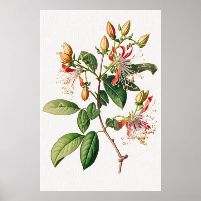 Poster de impresión de arte de las flores de miel (Frente)