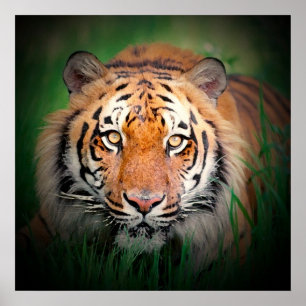 Poster de impresión de arte de los tigres de Sumat