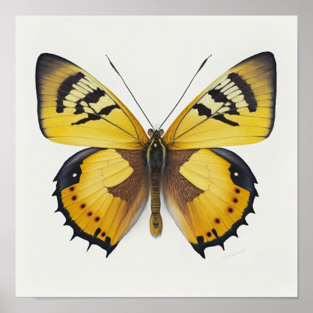Poster de impresión de arte de mariposa amarilla (Frente)