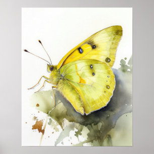 Poster de impresión de arte de mariposa de azufre 