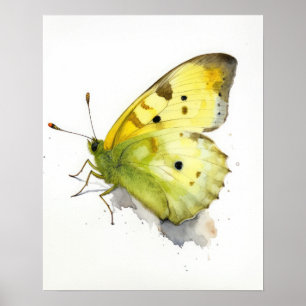 Poster de impresión de arte de mariposa de azufre