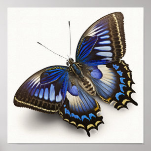 Poster de impresión de arte de mariposa de Blue Cl