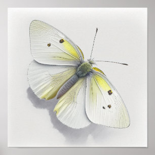 Poster de impresión de arte de mariposa de col bla
