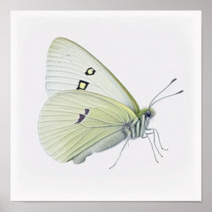 Poster de impresión de arte de mariposa de col bla