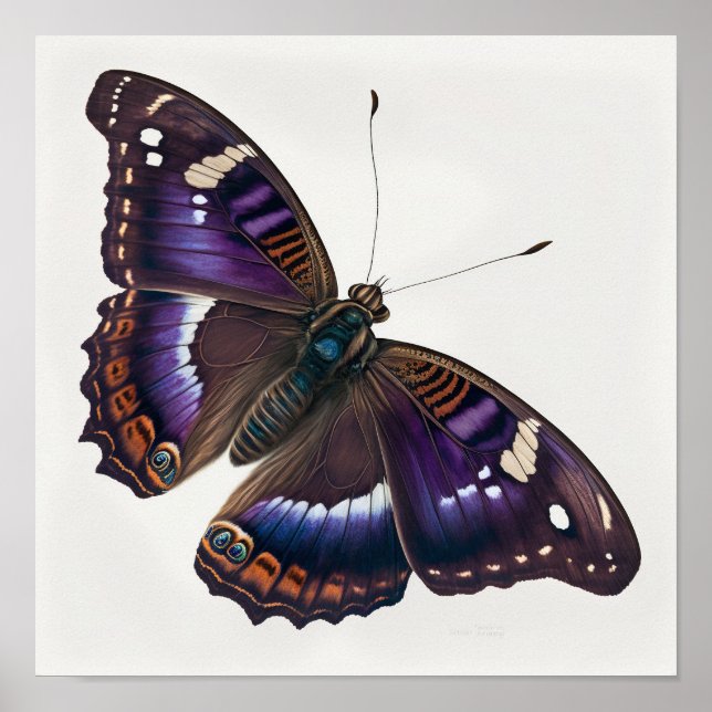 Poster de impresión de arte de mariposa de emperad (Frente)