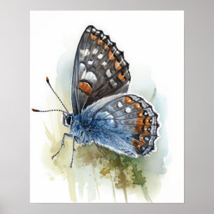Poster de impresión de arte de mariposa en Pygmy o