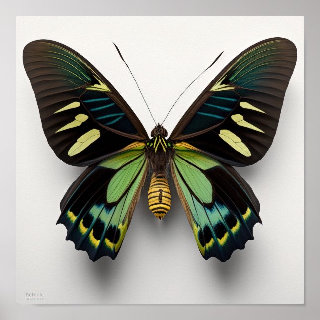 Poster de impresión de arte de mariposa verde Goli (Frente)