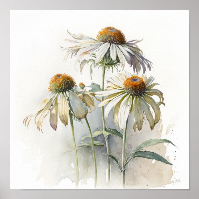 Poster de impresión de arte de White Coneflowers (Frente)