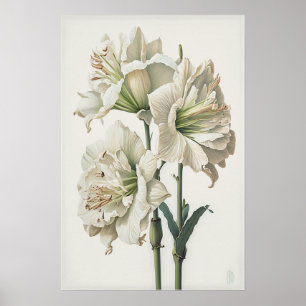 Poster de impresión de arte floral Amaryllis blanc