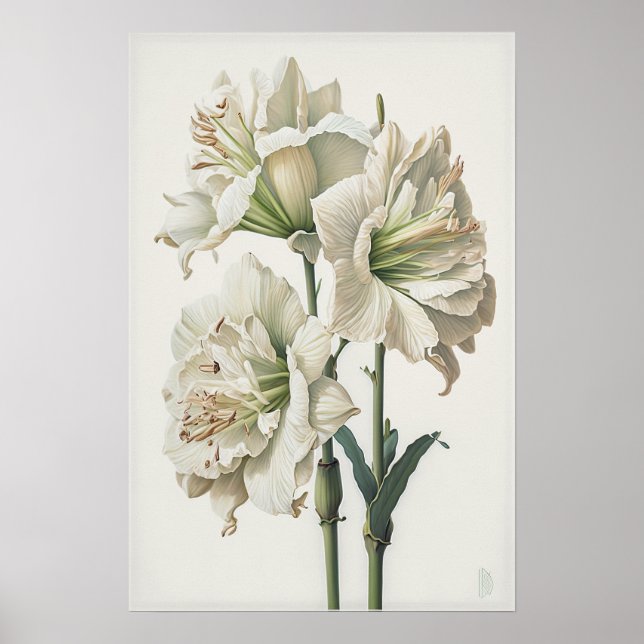 Poster de impresión de arte floral Amaryllis blanc (Frente)