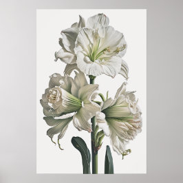 Poster de impresión de arte floral Amaryllis blanc