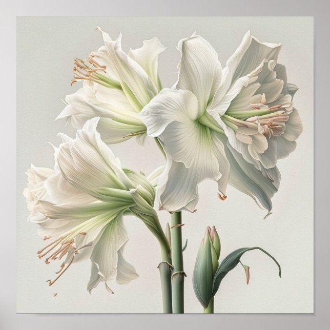 Poster de impresión de arte floral Amaryllis blanc (Frente)