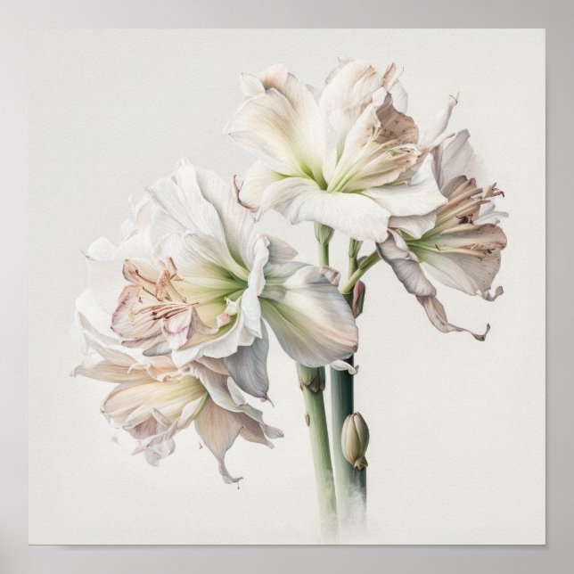 Poster de impresión de arte floral Amaryllis blanc (Frente)