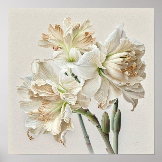 Poster de impresión de arte floral Amaryllis blanc (Frente)