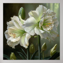 Poster de impresión de arte floral Amaryllis blanc