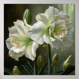 Poster de impresión de arte floral Amaryllis blanc