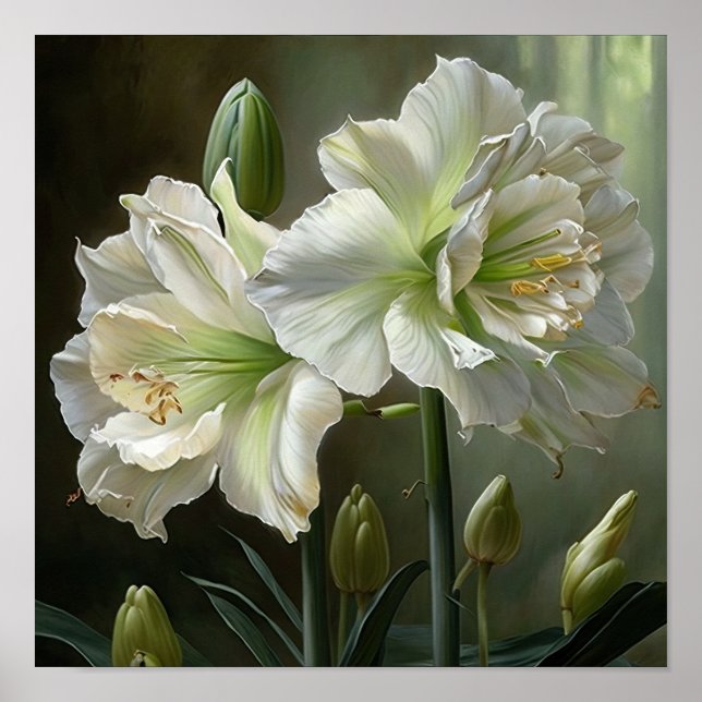 Poster de impresión de arte floral Amaryllis blanc (Frente)
