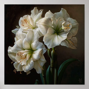 Poster de impresión de arte floral Amaryllis blanc