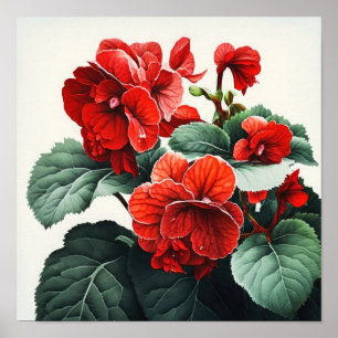 Poster de impresión de arte floral de Begonias roj
