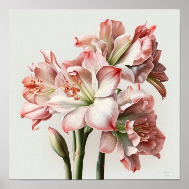 Poster de impresión de arte floral rosa de Amaryll (Frente)
