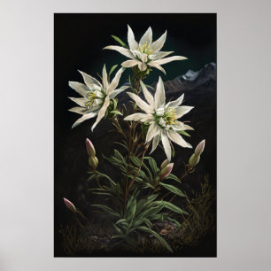 Poster de impresión de flores de Edelweiss blancas