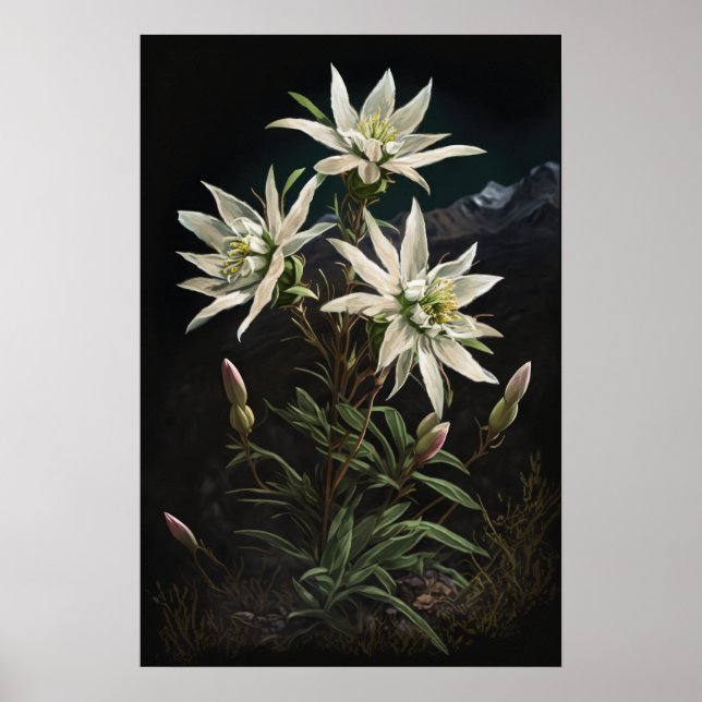 Poster de impresión de flores de Edelweiss blancas (Frente)