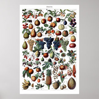 Poster de impresión de fruta antigua