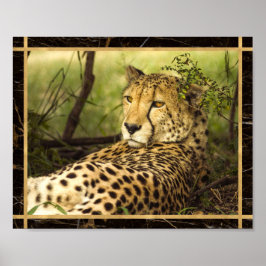Poster de impresión de imágenes de fotos de Cheeta