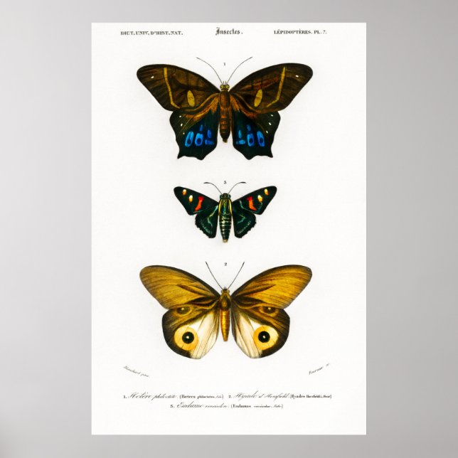 Poster de impresión de mariposas en animales de ép (Frente)