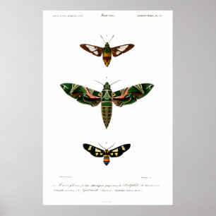 Poster de impresión de polillas en animales