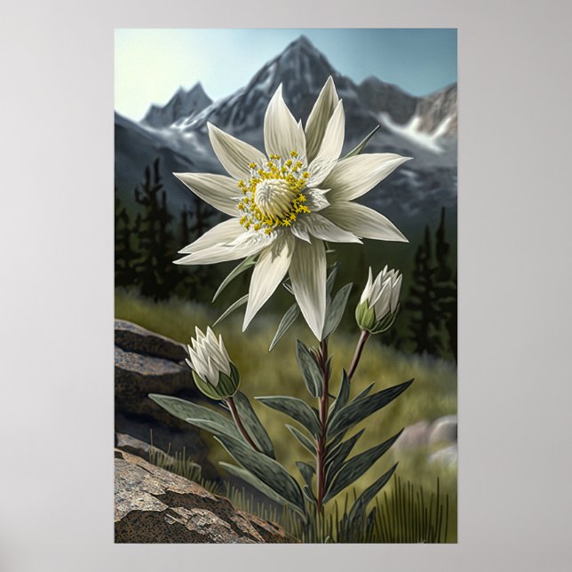 Poster de impresión Edelweiss White Flower Art (Frente)