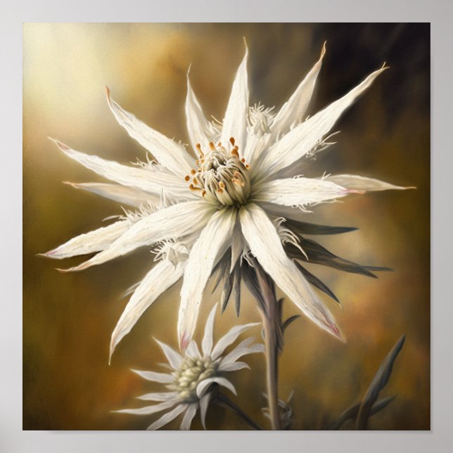 Poster de impresión Edelweiss White Flower Art (Frente)