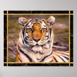 Poster de impresión fotográfica de Tiger Big Cat C