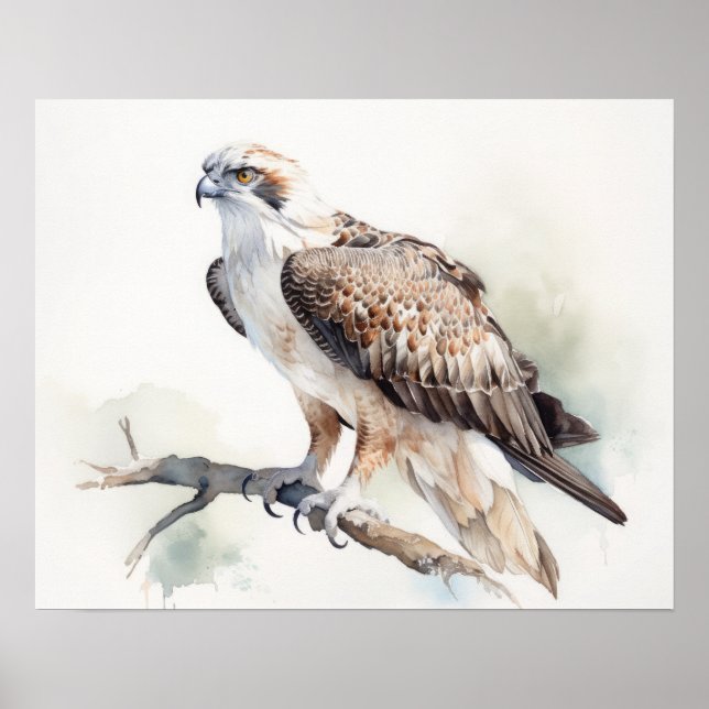 Poster de impresión Osprey Bird Art (Frente)
