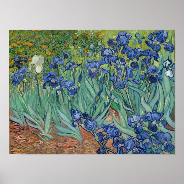 Poster de impresión Vincent Van Gogh Irises (Frente)