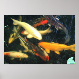 Poster de Impresiones de Koi