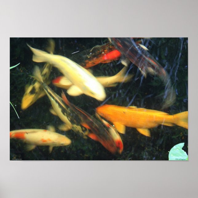 Poster de Impresiones de Koi (Frente)