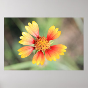 Póster de Indian Blanket