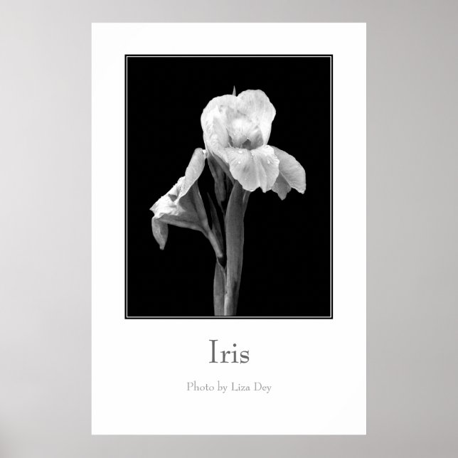 Póster de 'Iris' (Frente)