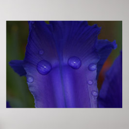 Póster de Iris Zafiro | Arte Macro Botánico