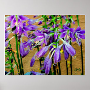 Póster de jardín de flores de Hosta Purple
