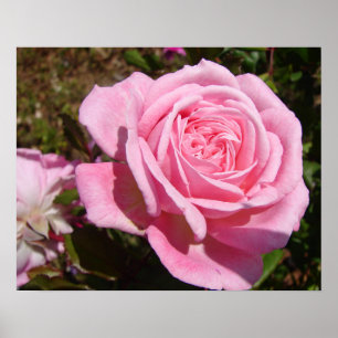 Póster de jardín de flores de rosas rosadas de pri