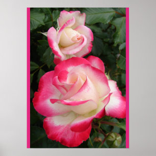 Póster de jardín floral de flores de Rosa Roja